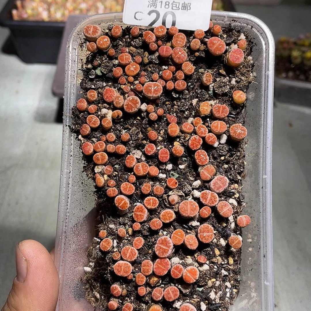 当天凑满十八元包邮20