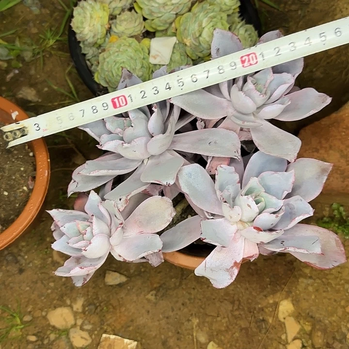 皮***妈多肉植物一物一拍晚霞737