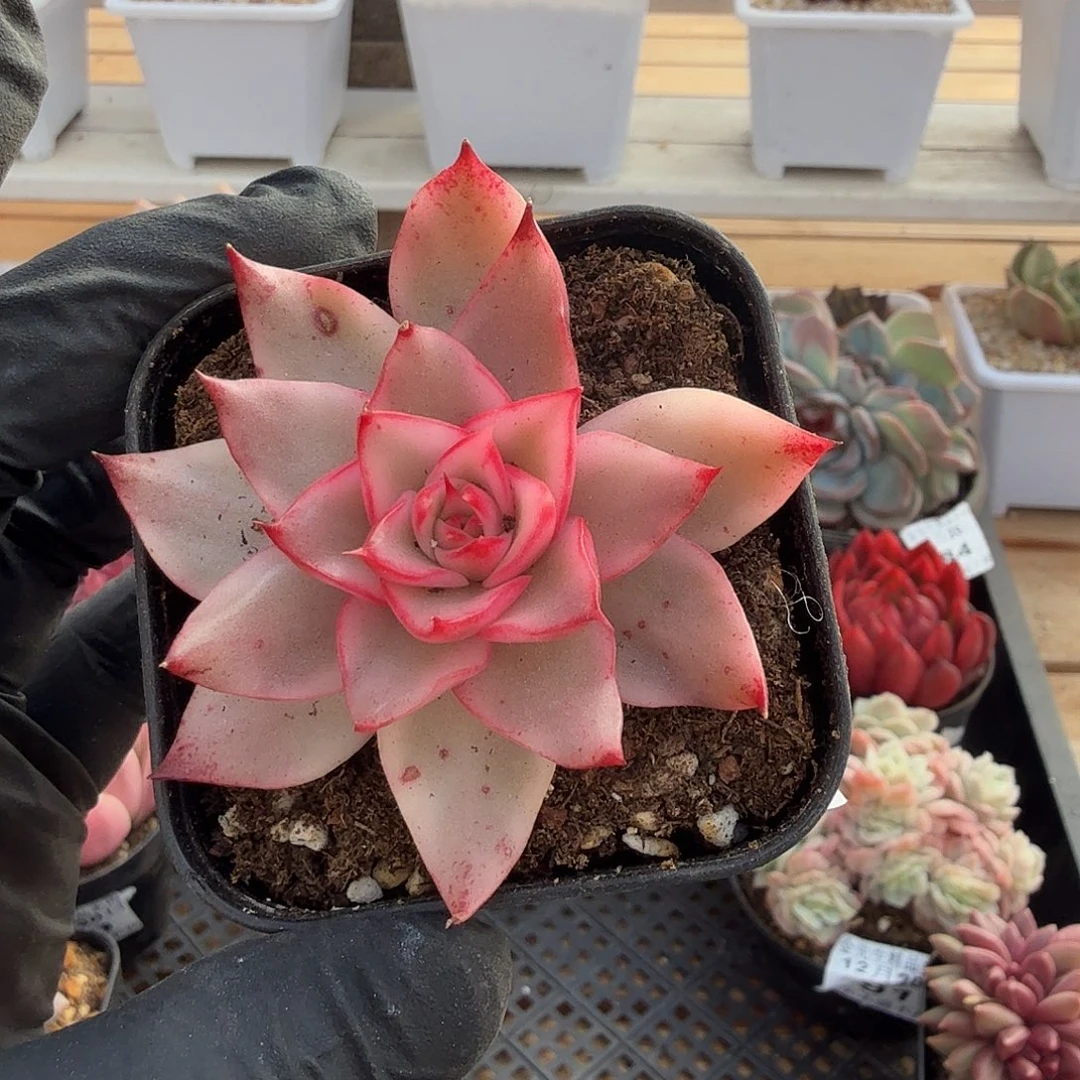 1220-94吉赛尔锦单头