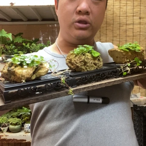 红陶长托吸水石铜钱草一个器型随缘带盆