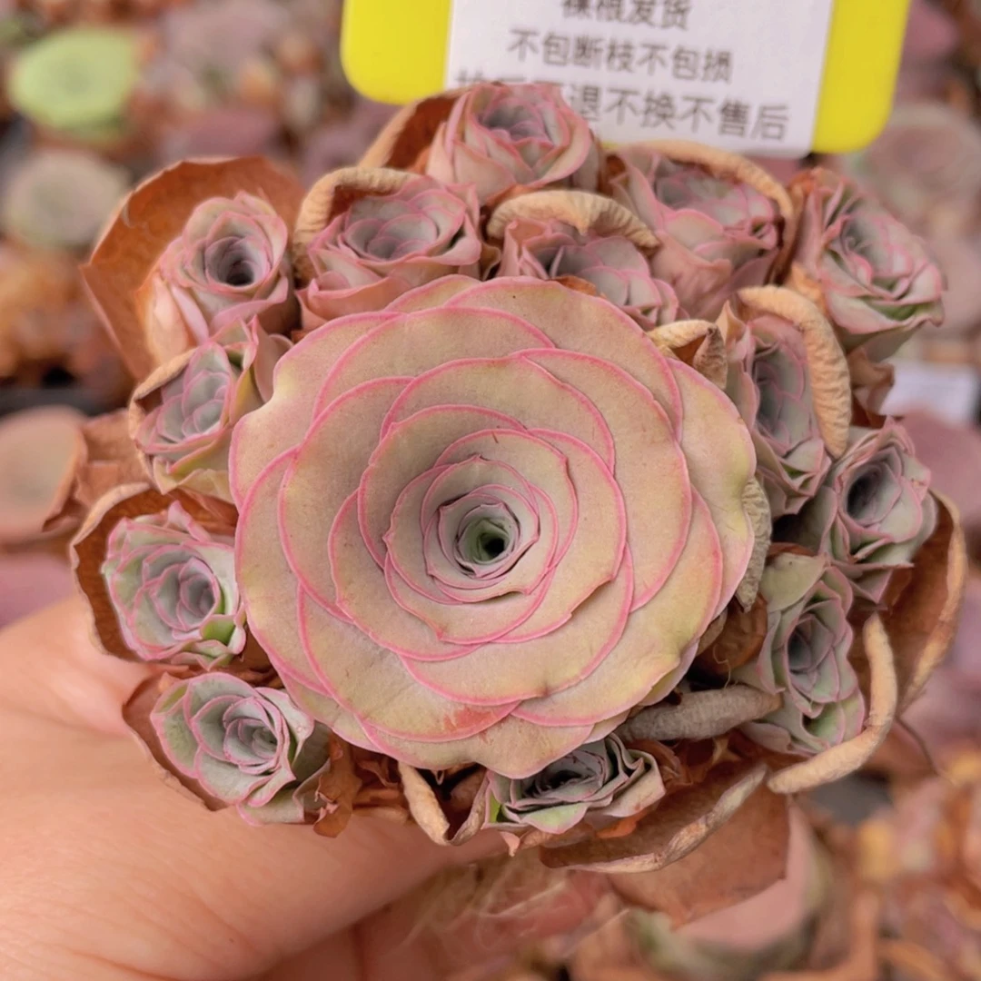 山地玫瑰Z062裸根发货断枝不包损不售后