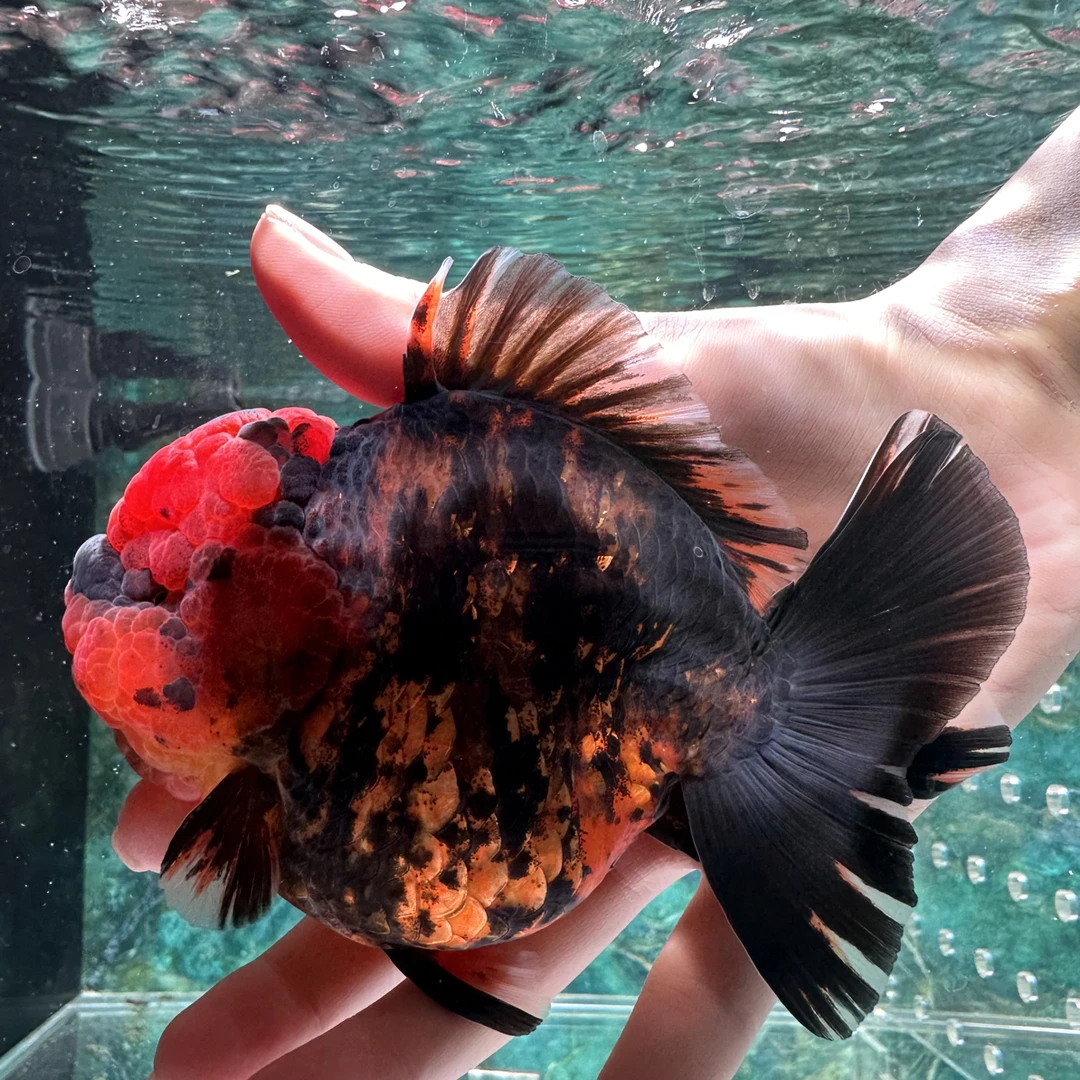 三众精选短尾将军 完整开箱视频售后（顺丰包邮包损）