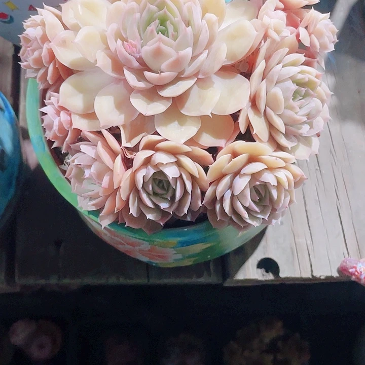 魔***儿多肉植物多肉植物