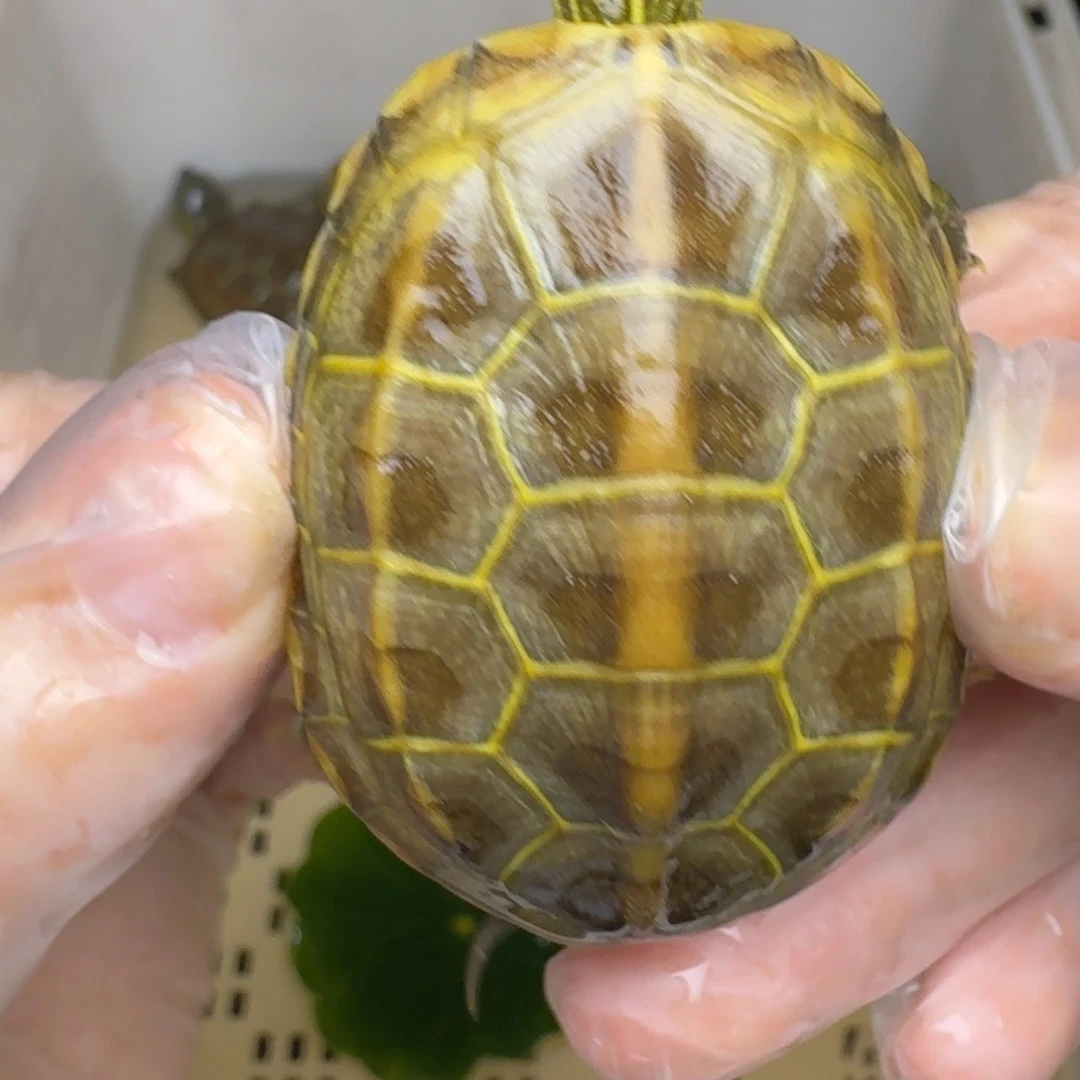 母绿毛龟哆**梦黄肉黄肉