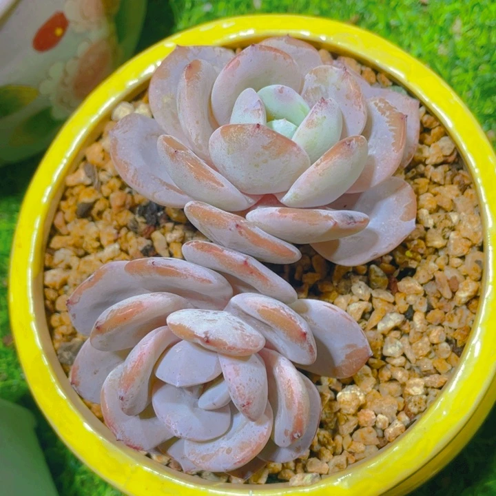 谢谢你的支持00000032