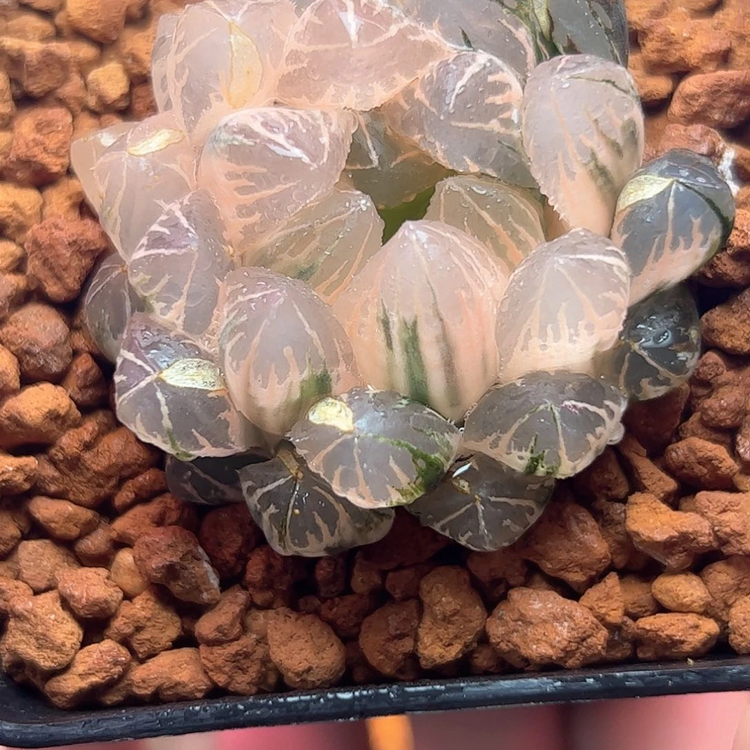 糊斑水晶实生锦十二卷多肉