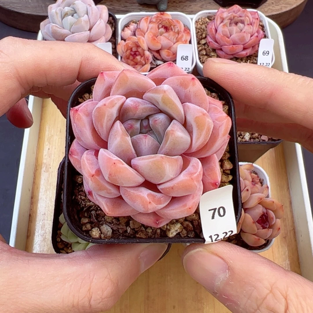 好好看70、哈哈哈哈