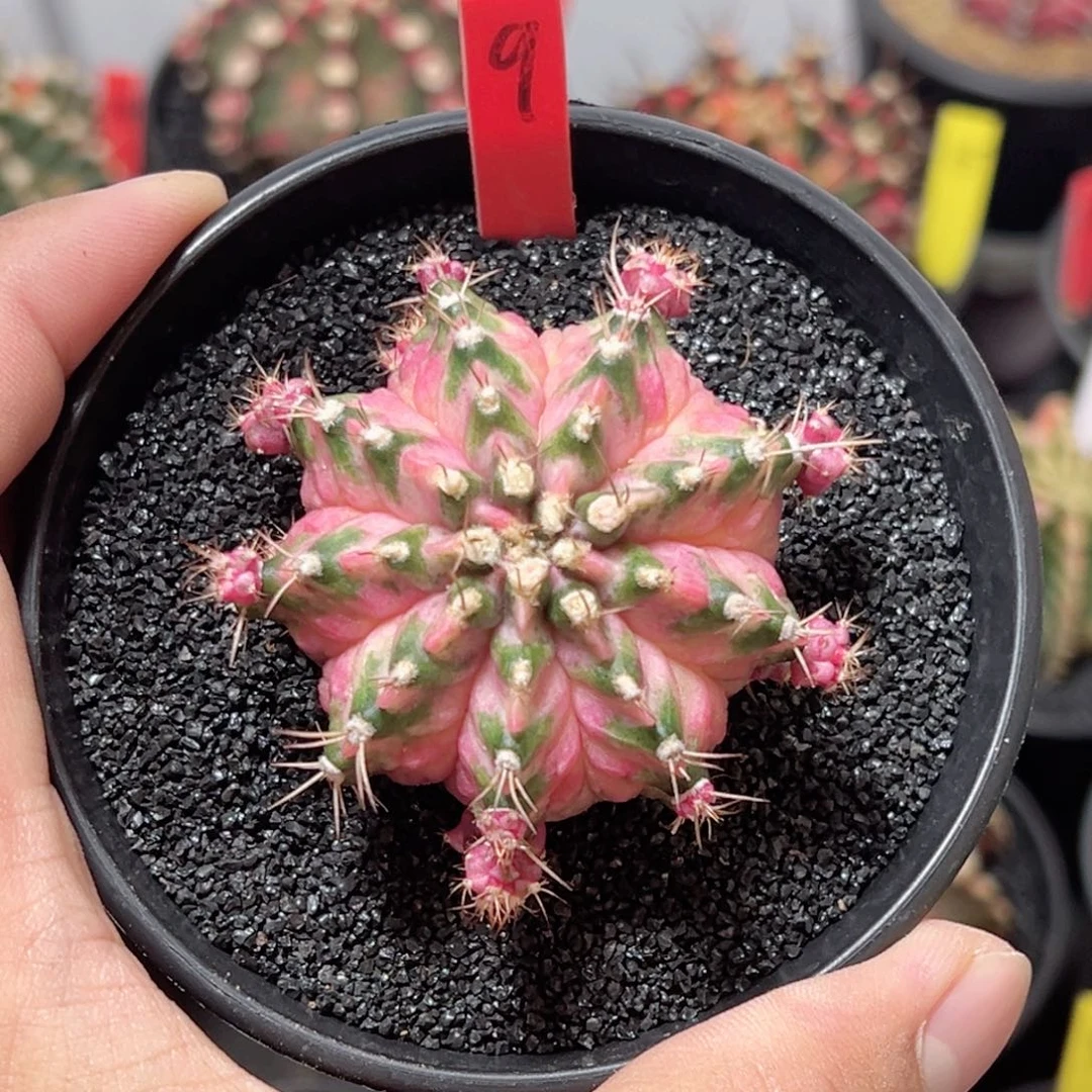 泰系海神锦（可出侧）—-带盆土发货