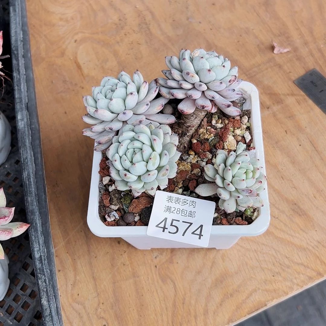 9号七**望我们的确是4574