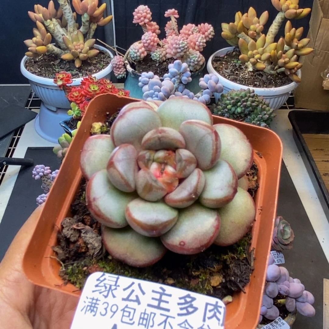 584黑水晶葡萄多肉5c m