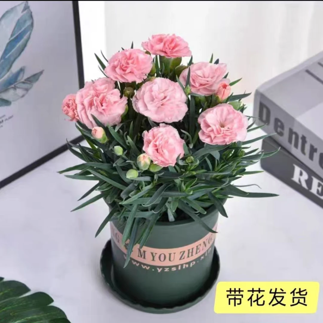 康乃馨盆栽带花苞耐寒四季开花室内阳台客厅庭院好养活绿植花卉