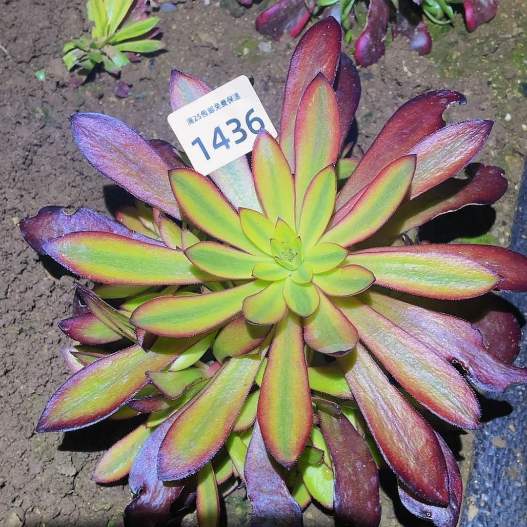 1436金沙多肉植物