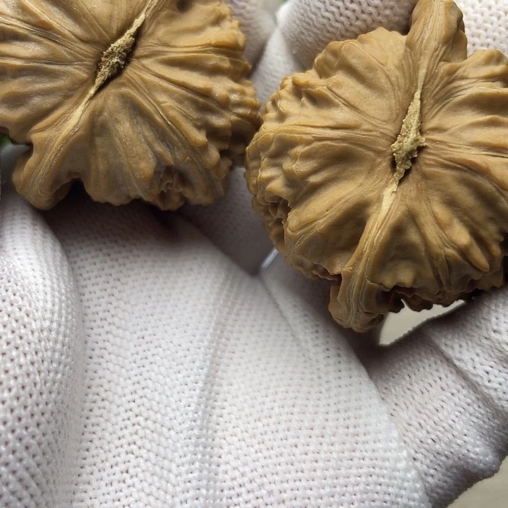 全品无修42尺白狮子