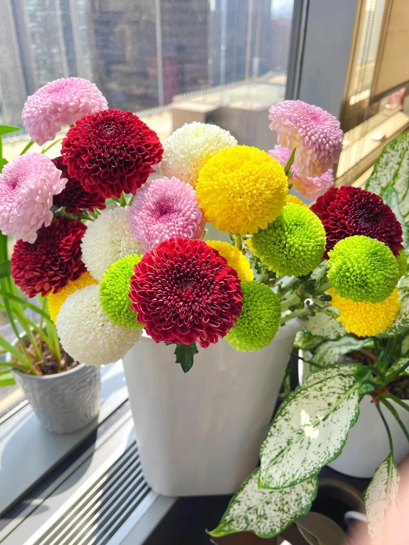 【七彩乒乓菊】 耐热耐晒庭院阳台易养护