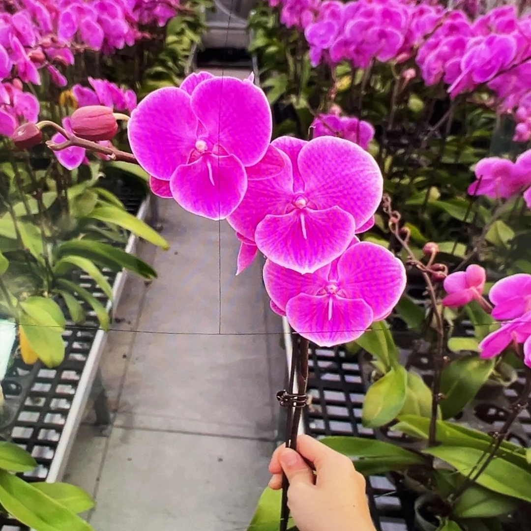 当前无花栽培后可以开花微瑕疵紫色曼哈顿凑单发货一颗不发货