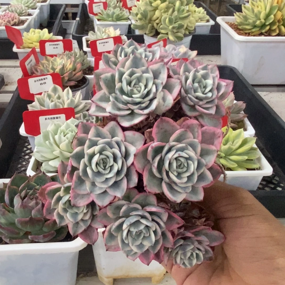 ****宁奶油黄桃群多肉植物
