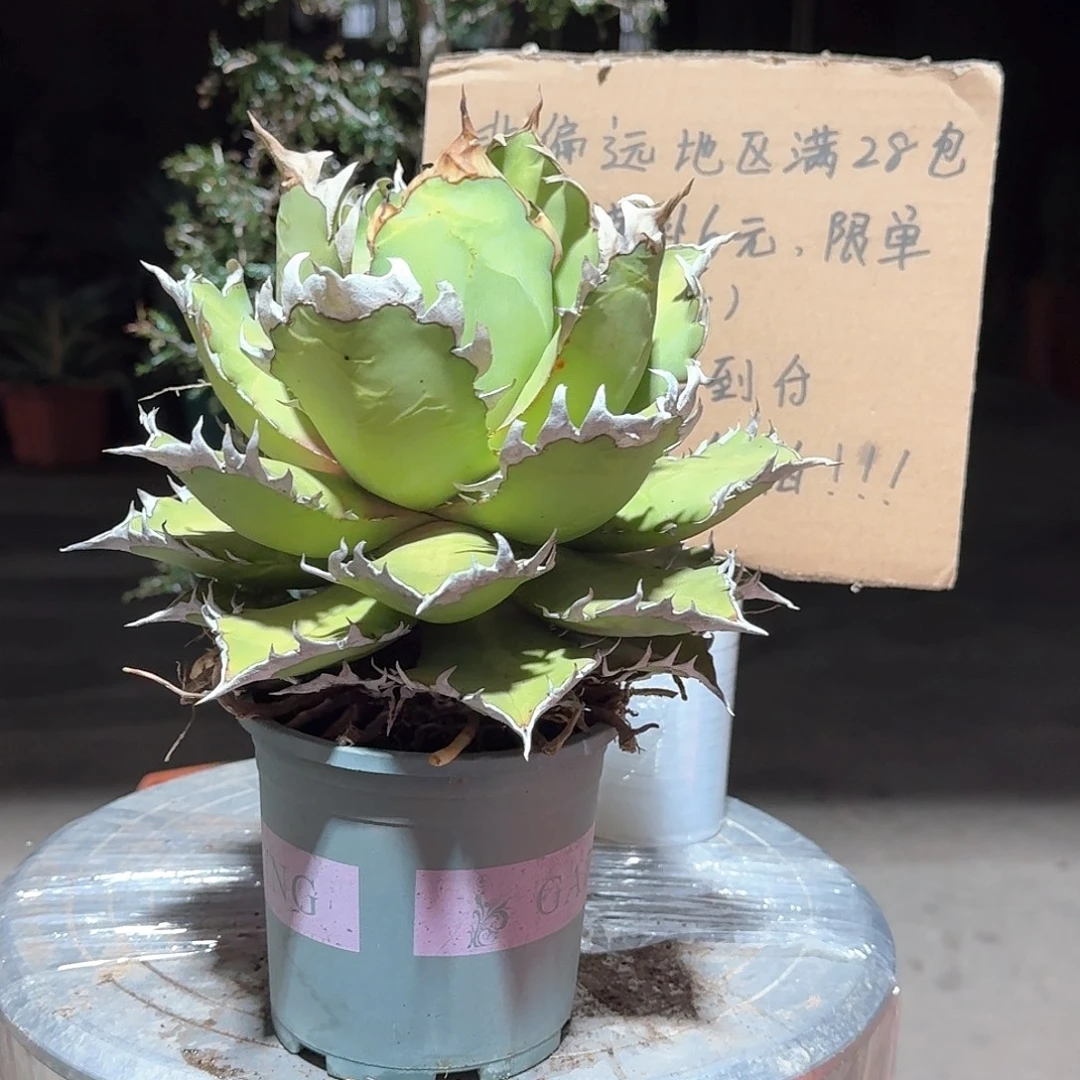 完全开放红猫仁王冠龙舌兰