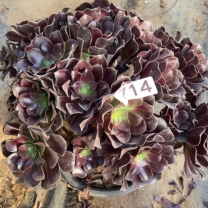 瓯紫多玫瑰714多肉