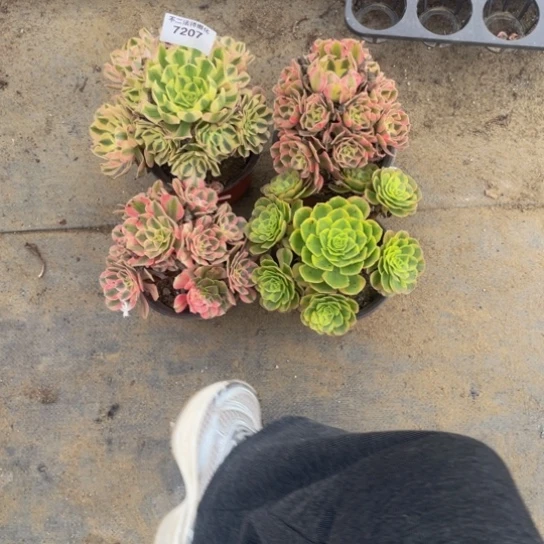 钓***人7207，手捧花套餐包邮
