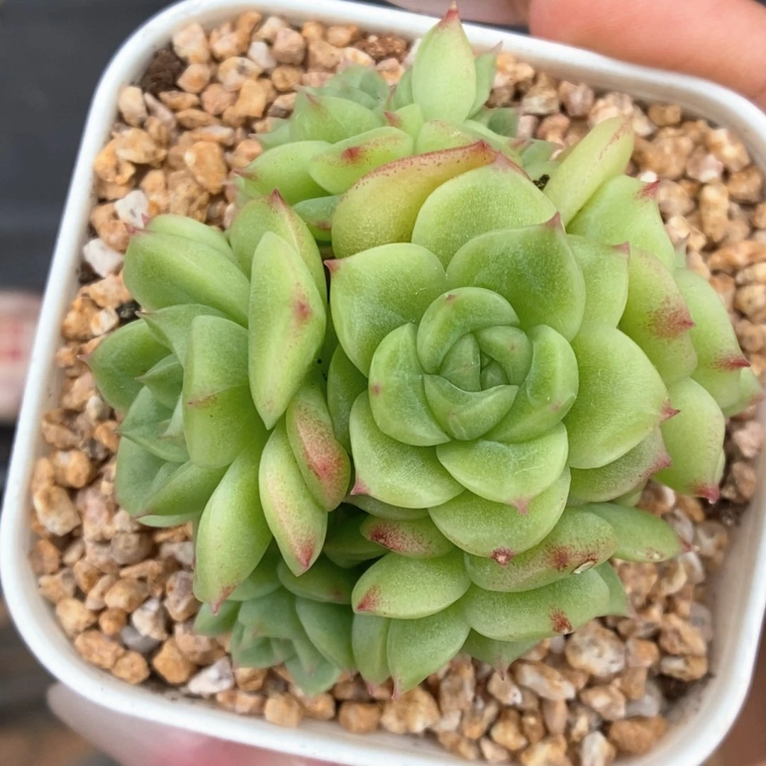 蜜蜡麦秆群生可拍341号。