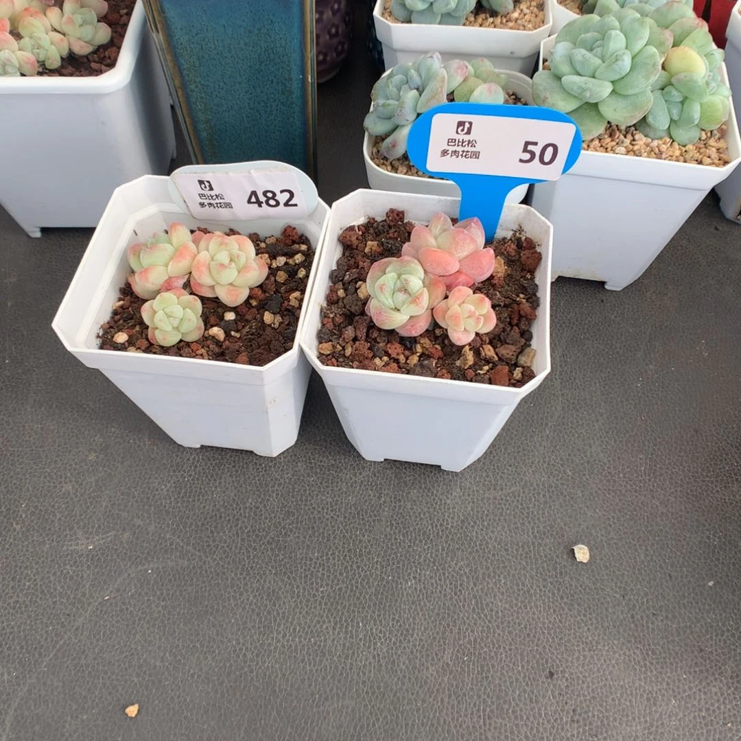 今***E482-50 小冰玉多肉多肉