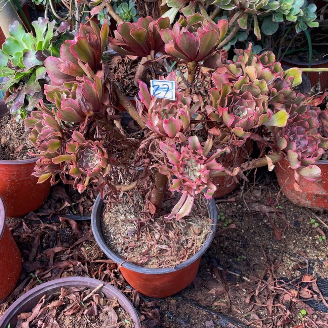 27鲜花老桩飘枝毒药