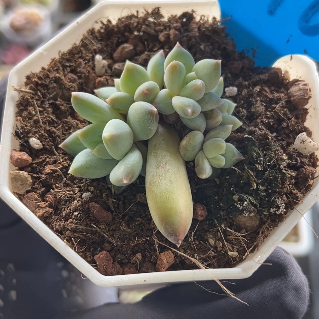896伊丽莎白多肉植物保护