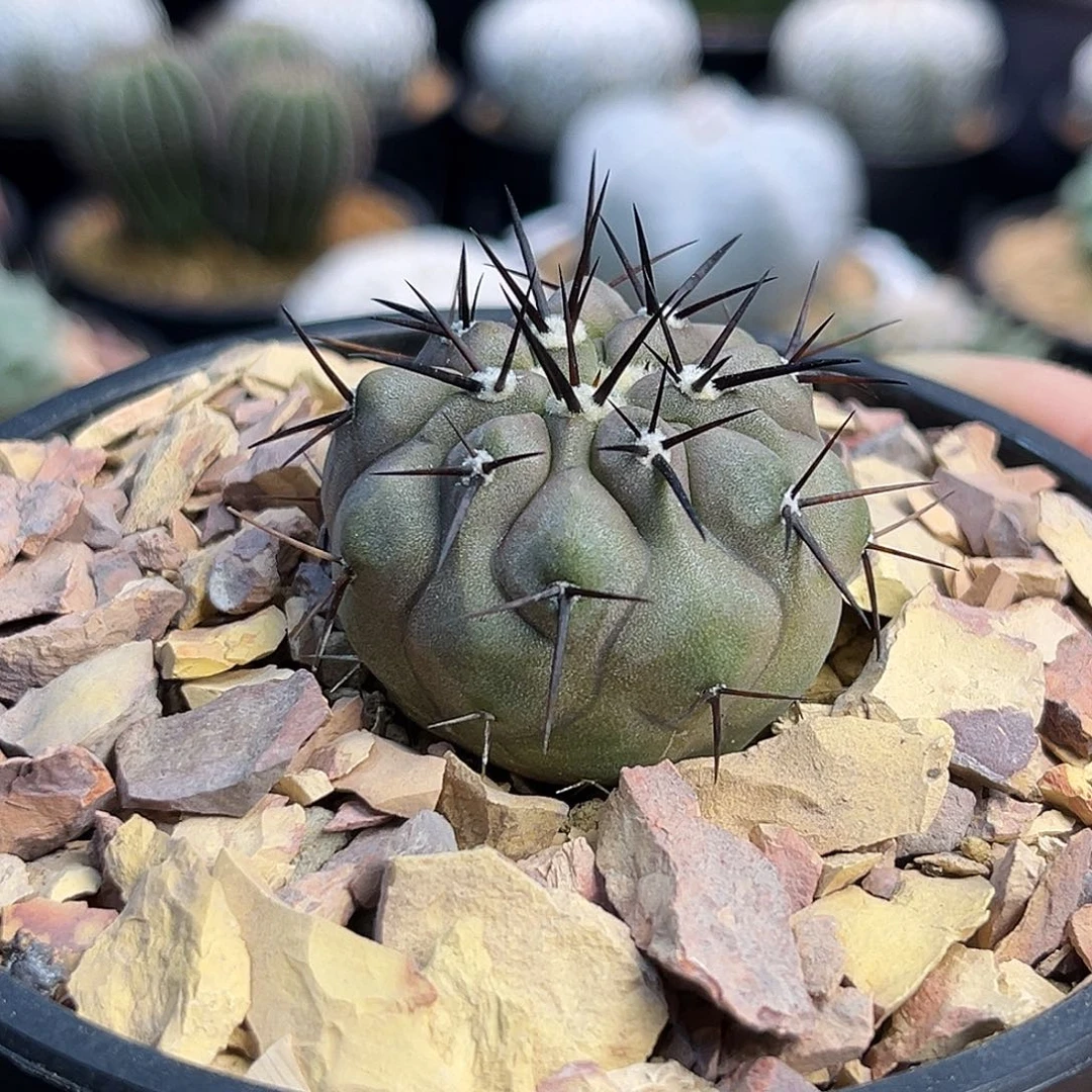 黑王丸Zzzzzzzzzzzzzz