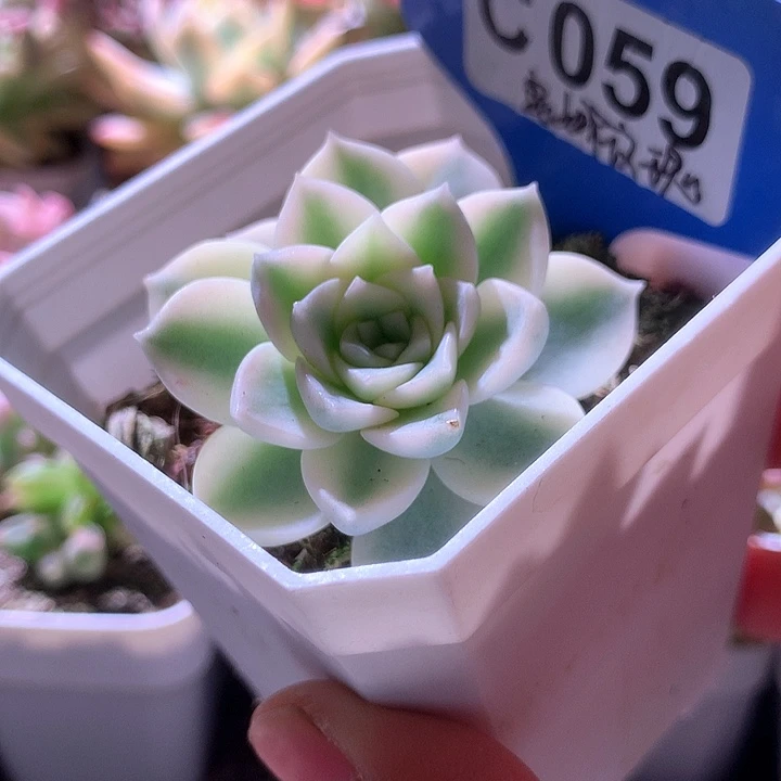 安娜玫瑰覆轮锦有根