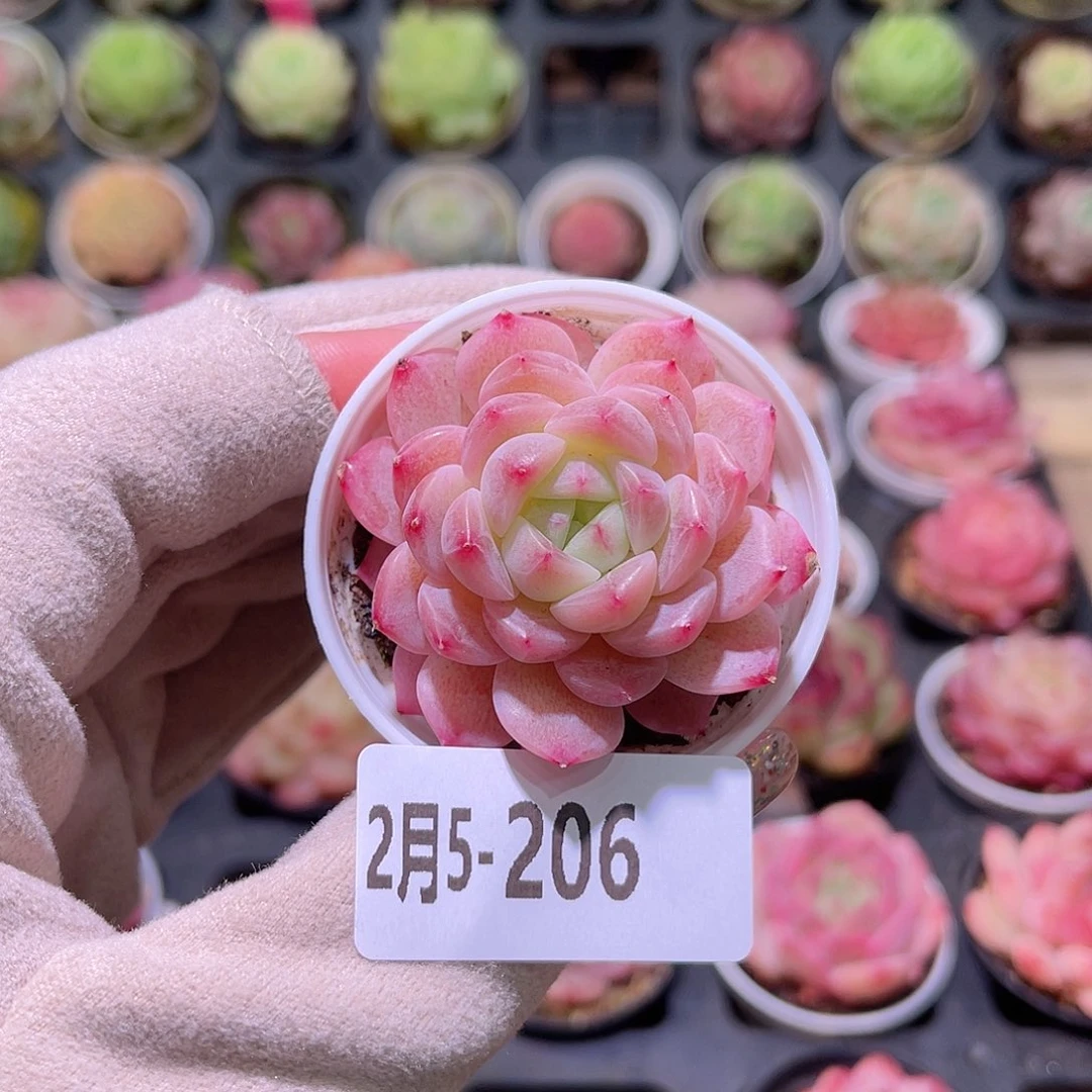 花利美5-206新品