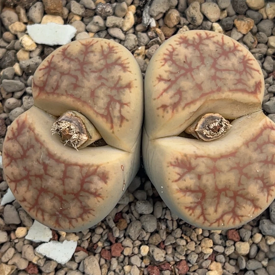 7511双头舞岚一颗