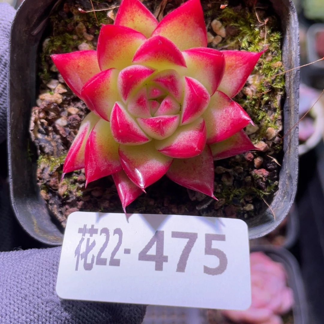 花利美22-475梦幻女王