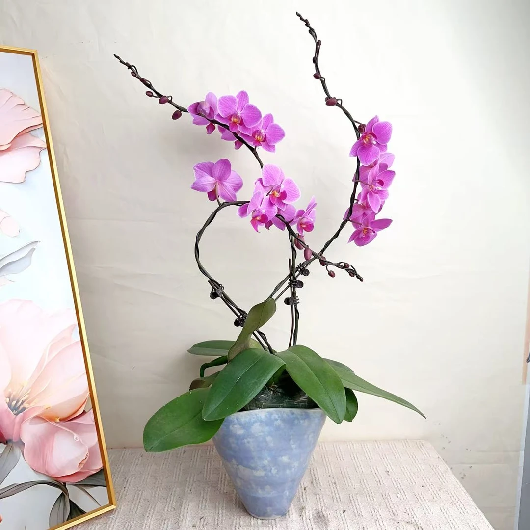 国华优选【婚宴】精品 蝴蝶兰夏季高雅轻奢高级艺术组盆系列