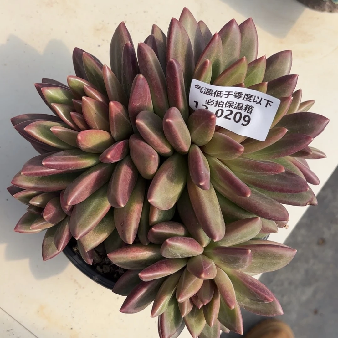 0209迷雾泡泡群多肉植物