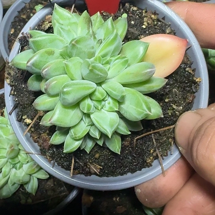 美人473多肉植物
