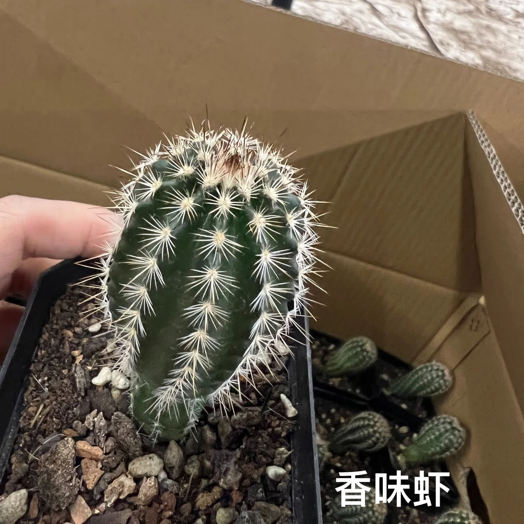 二妹园艺【 1颗  香味虾   实生根 】带盆土随机发货