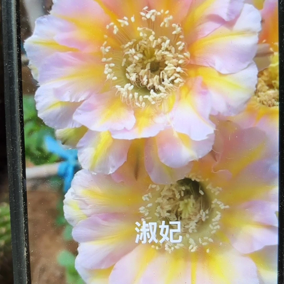 淑妃彩侧牙20包邮仙人球34