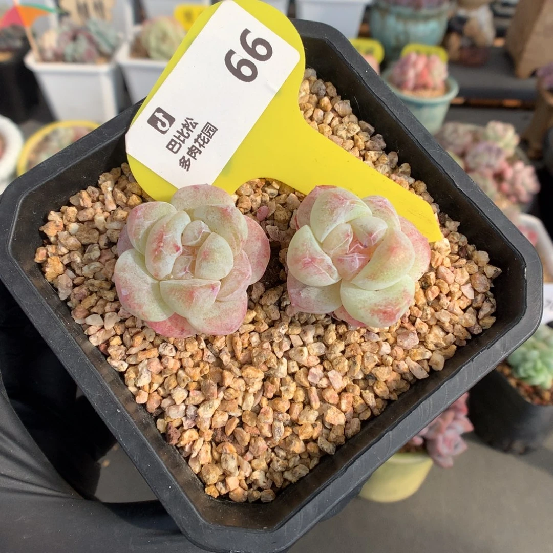 66 冰玉石化多肉多肉