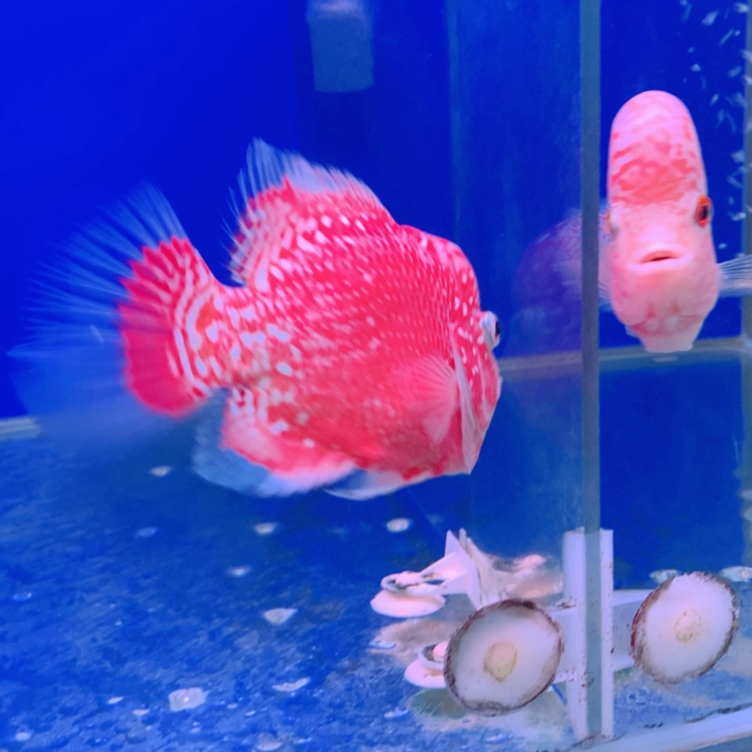 罗汉鱼J****鸣直播间专项