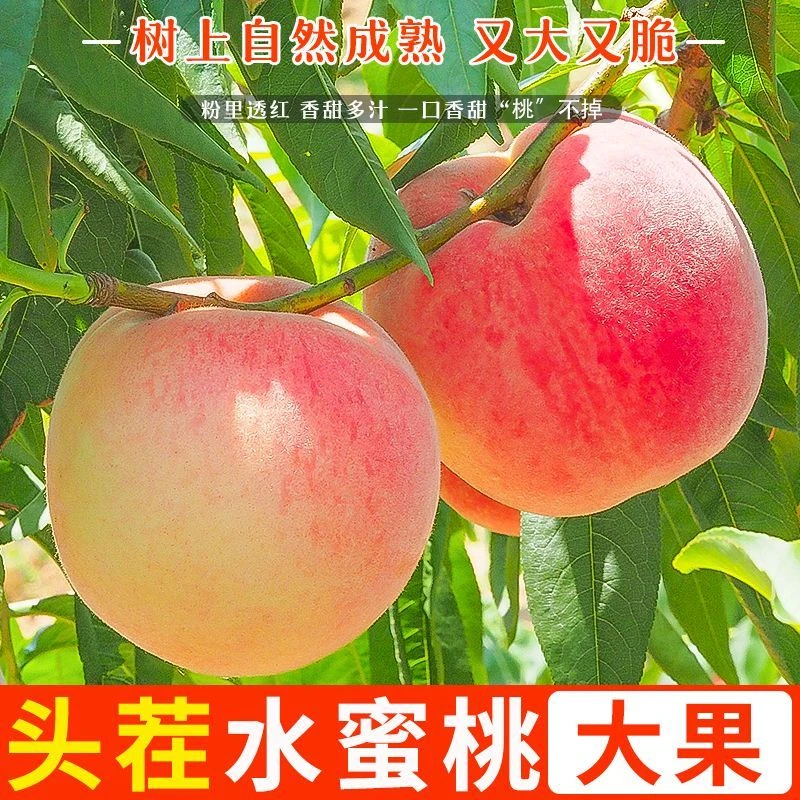 【精品彩箱】水蜜桃毛桃大桃子孕妇水果净重3/5/9斤新鲜现摘