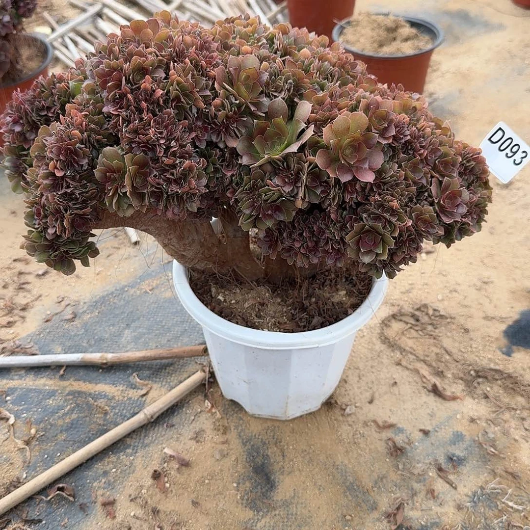 093玫瑰朵朵一颗牙呀呀