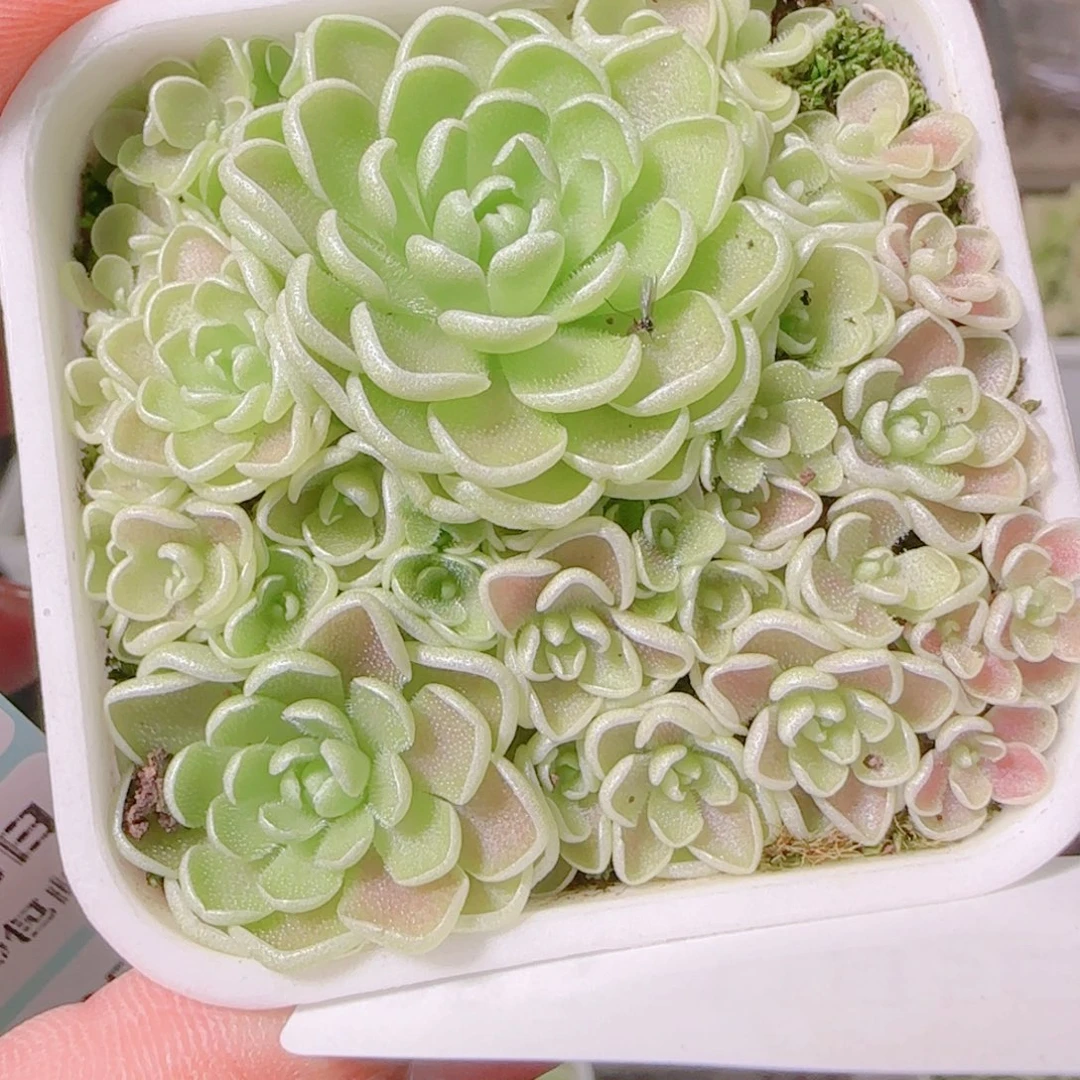 花语逸镜1105-285爱丽丝捕虫堇