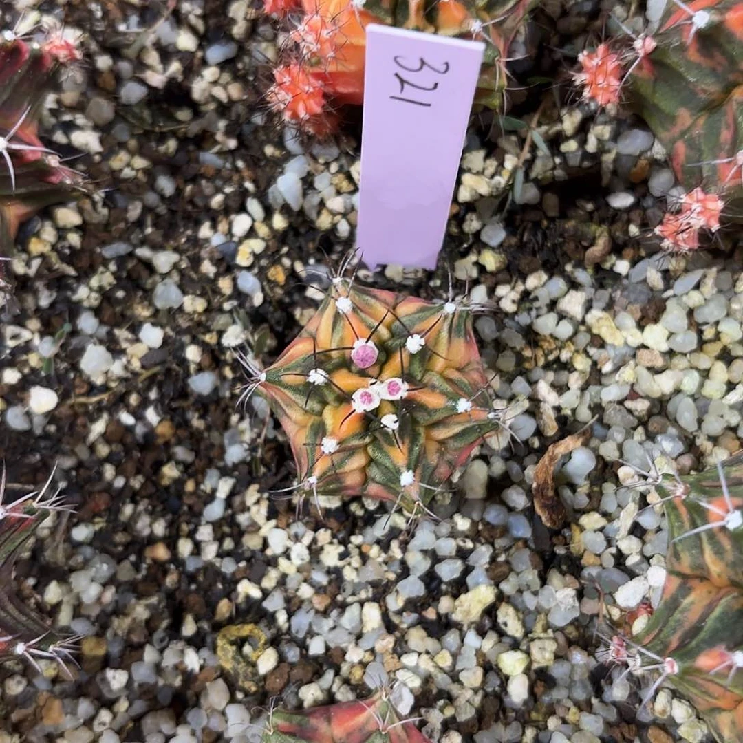 胖*?泰国米哈321-0127 多肉