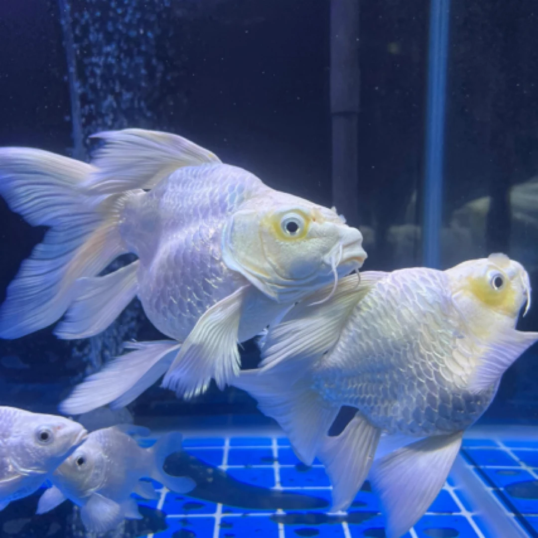 【蝴蝶鲤球体】大尾蝴蝶鲤大鳍大尾