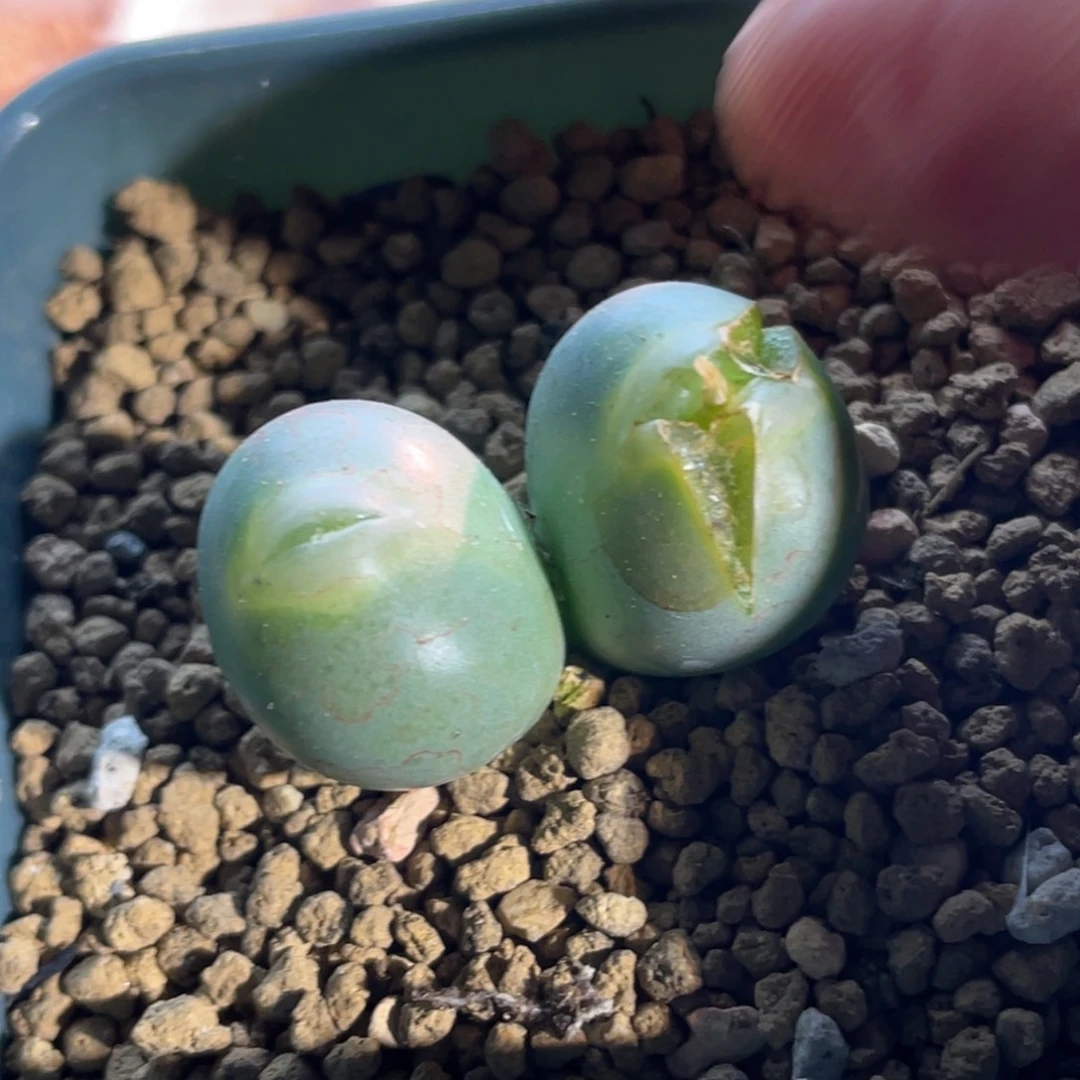 双头玻尿酸嘴小拳拳植物一物一拍