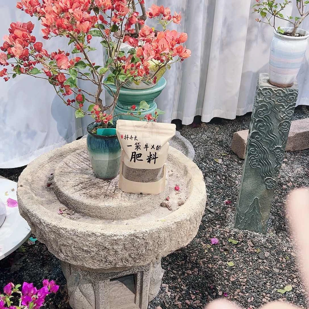 无花朵大*哥三角梅三角梅三角梅
