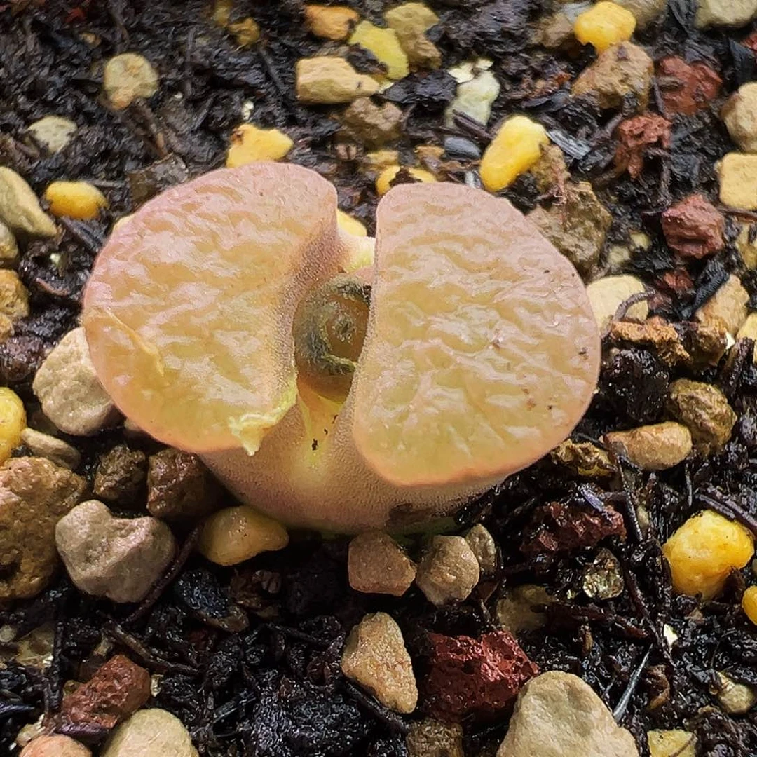 22号磁铁福利特…….