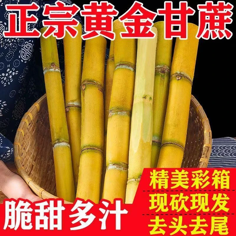 云南甘蔗新鲜现砍清甜多汁黄皮脆皮应季水果甘蔗产地直发