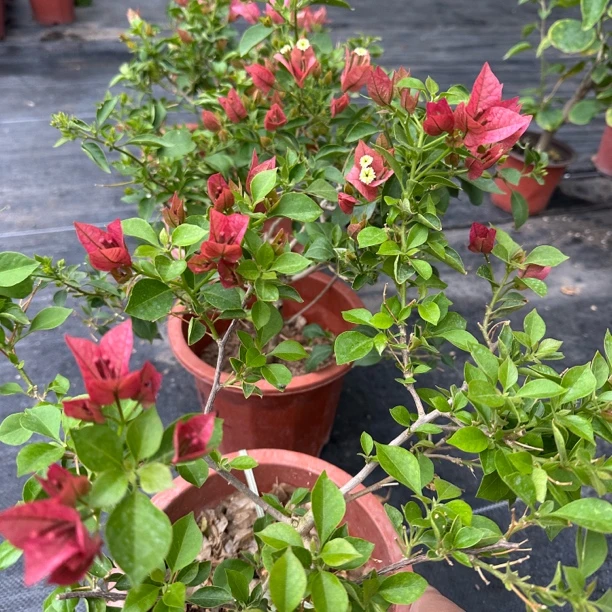 【新疆包邮】布里扎三角梅