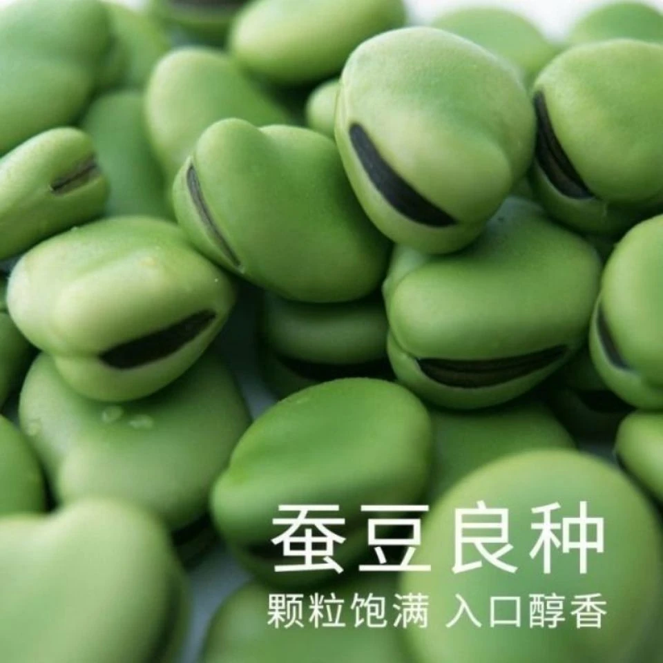 蚕豆种子北斗七星特大高产罗汉豆种籽春秋冬季播种早熟耐寒胡豆籽
